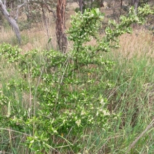 Pyracantha angustifolia at Hackett, ACT - 3 Dec 2023 06:34 PM