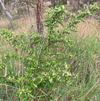 Pyracantha angustifolia (Firethorn, Orange Firethorn) at Hackett, ACT - 3 Dec 2023 by waltraud