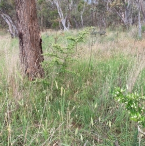 Pyracantha angustifolia at Hackett, ACT - 3 Dec 2023