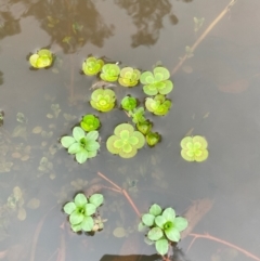 Marsilea mutica (Nardoo) at Hackett, ACT - 3 Dec 2023 by waltraud