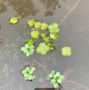 Marsilea mutica at FMC220: Mt Majura 3 Jukes - 3 Dec 2023