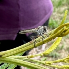 Cerdistus sp. (genus) (Slender Robber Fly) at Aranda, ACT - 3 Dec 2023 by KMcCue