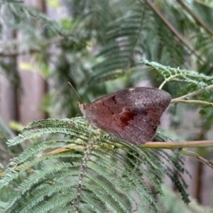 Heteronympha merope at Aranda, ACT - 3 Dec 2023