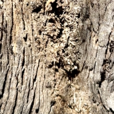 Papyrius sp. (genus) (A Coconut Ant) at Belconnen, ACT - 2 Dec 2023 by KMcCue