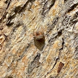 Dolophones sp. (genus) at Aranda, ACT - 3 Dec 2023