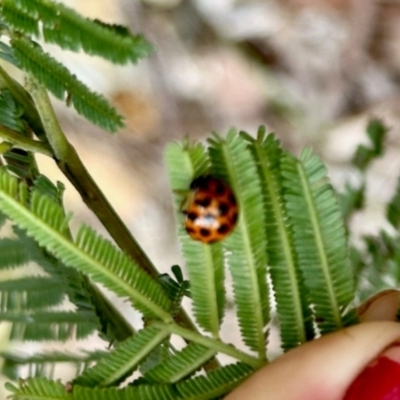 Harmonia conformis (Common Spotted Ladybird) at Aranda, ACT - 3 Dec 2023 by KMcCue