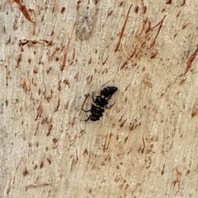 Harmonia conformis (Common Spotted Ladybird) at Aranda, ACT - 3 Dec 2023 by KMcCue