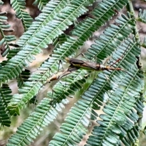 Rayieria acaciae at Aranda, ACT - 3 Dec 2023