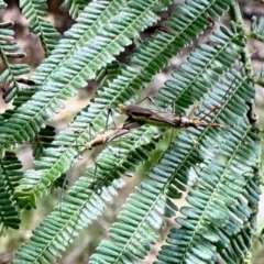 Rayieria acaciae (Acacia-spotting bug) at Aranda, ACT - 3 Dec 2023 by KMcCue