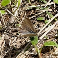 Zizina otis (Common Grass-Blue) at Mount Painter - 2 Dec 2023 by KMcCue