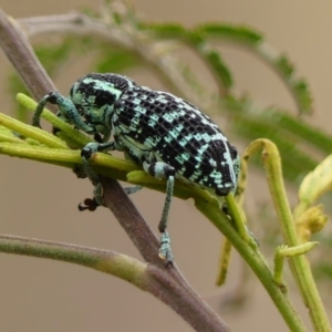 Chrysolopus spectabilis (Botany Bay Weevil) at Wingecarribee Local Government Area by Curiosity