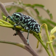 Chrysolopus spectabilis (Botany Bay Weevil) at Hill Top - 30 Nov 2023 by Curiosity