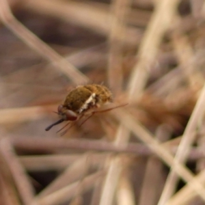 Staurostichus sp. (genus) at Wingecarribee Local Government Area - 1 Dec 2023 09:14 AM