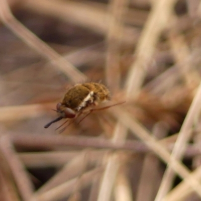 Staurostichus sp. (genus) (Unidentified Staurostichus bee fly) at Hill Top, NSW - 30 Nov 2023 by Curiosity