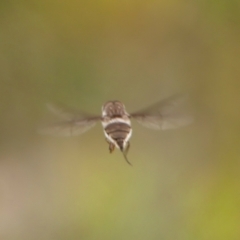 Eusurbus crassilabris at Wingecarribee Local Government Area - 30 Nov 2023 by Curiosity