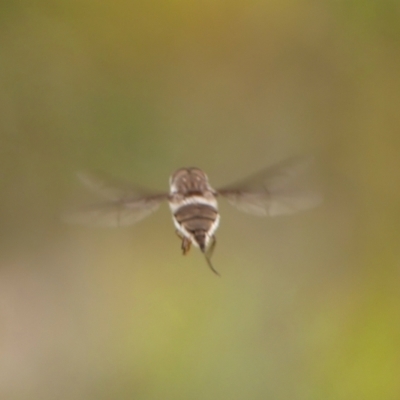 Unidentified Bee fly (Bombyliidae) at Hill Top, NSW - 30 Nov 2023 by Curiosity