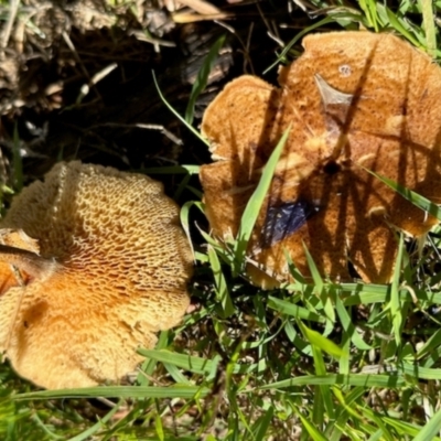 Lentinus arcularius (Fringed Polypore) at Mount Painter - 3 Dec 2023 by KMcCue