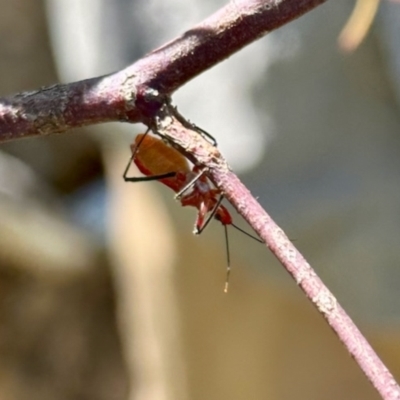 Gminatus australis (Orange assassin bug) at Belconnen, ACT - 2 Dec 2023 by KMcCue