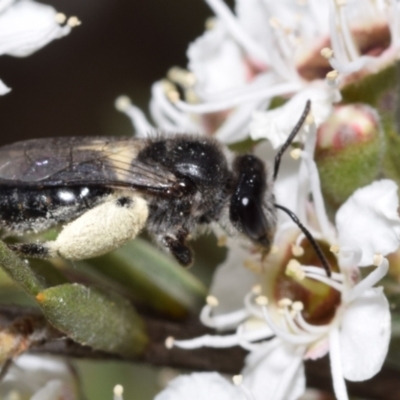 Leioproctus sp. (genus) (Plaster bee) at Jerrabomberra, NSW - 3 Dec 2023 by DianneClarke