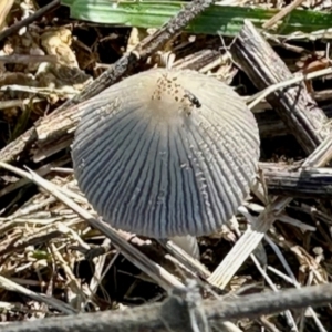 Coprinellus etc. at Mount Painter - 3 Dec 2023