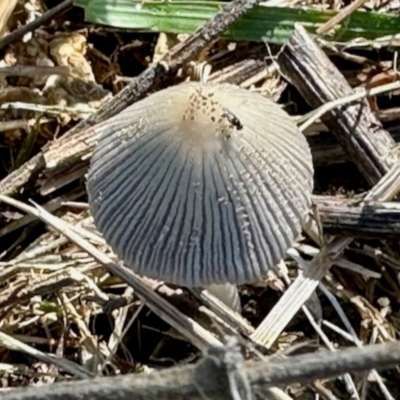 Coprinellus etc. (An Inkcap) at Mount Painter - 3 Dec 2023 by KMcCue