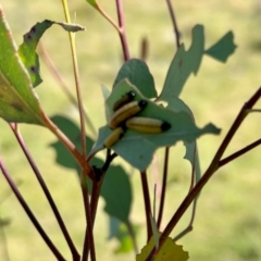 Paropsisterna cloelia (Eucalyptus variegated beetle) at Mount Painter - 3 Dec 2023 by KMcCue