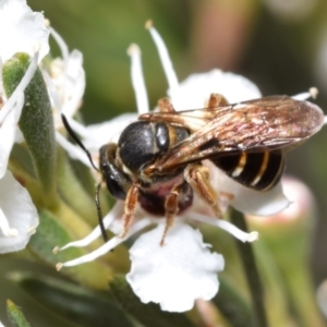 Lasioglossum (Chilalictus) bicingulatum at Mount Jerrabomberra - 3 Dec 2023