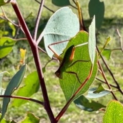 Caedicia simplex (Common Garden Katydid) at Mount Painter - 2 Dec 2023 by KMcCue