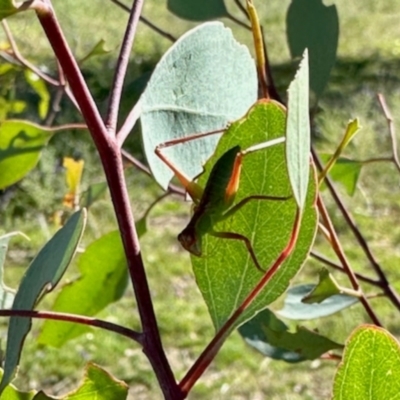 Caedicia simplex (Common Garden Katydid) at Mount Painter - 3 Dec 2023 by KMcCue