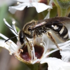 Lasioglossum (Chilalictus) sp. (genus & subgenus) (Halictid bee) at Jerrabomberra, NSW - 3 Dec 2023 by DianneClarke