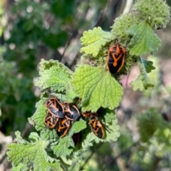 Agonoscelis rutila (Horehound bug) at Belconnen, ACT - 2 Dec 2023 by KMcCue