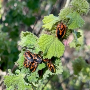 Agonoscelis rutila at Mount Painter - 3 Dec 2023