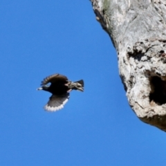 Sturnus vulgaris (Common Starling) at Belconnen, ACT - 2 Dec 2023 by KMcCue