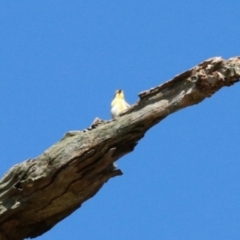 Pardalotus striatus (Striated Pardalote) at Belconnen, ACT - 2 Dec 2023 by KMcCue