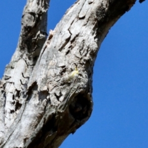 Pardalotus striatus at Mount Painter - 3 Dec 2023 07:56 AM