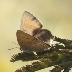 Jalmenus ictinus (Stencilled Hairstreak) at Chifley, ACT - 2 Dec 2023 by HelenCross