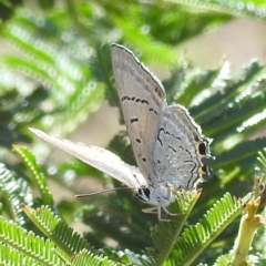 Jalmenus ictinus at Mount Taylor - 3 Dec 2023 09:14 AM