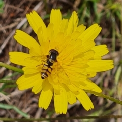 Simosyrphus grandicornis (Common hover fly) at Mount Mugga Mugga - 3 Dec 2023 by Mike