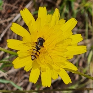 Simosyrphus grandicornis at Mount Mugga Mugga - 4 Dec 2023 09:19 AM