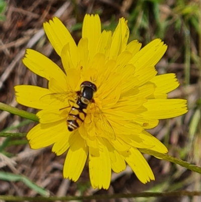 Simosyrphus grandicornis (Common hover fly) at Chifley, ACT - 3 Dec 2023 by Mike