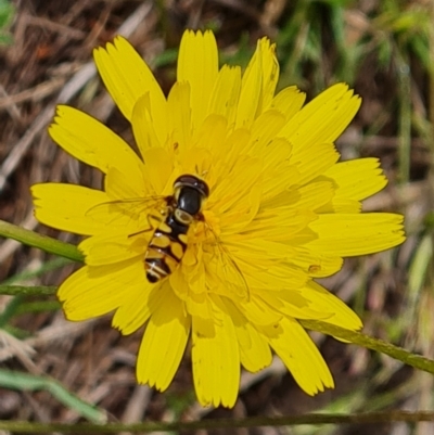 Simosyrphus grandicornis (Common hover fly) at Mount Mugga Mugga - 3 Dec 2023 by Mike