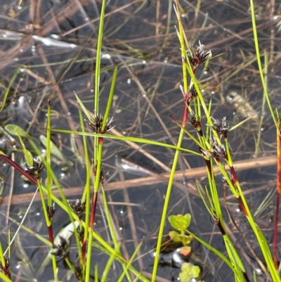 Schoenus apogon (Common Bog Sedge) at Paddys River, ACT - 23 Nov 2021 by JaneR