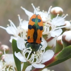 Castiarina scalaris (Scalaris jewel beetle) at Mount Taylor - 3 Dec 2023 by HelenCross