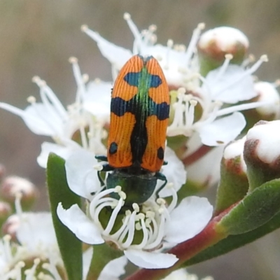 Castiarina scalaris (Scalaris jewel beetle) at Kambah, ACT - 3 Dec 2023 by HelenCross
