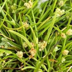 Isolepis gaudichaudiana (Benambra Club-sedge) at Gibraltar Pines - 23 Nov 2021 by JaneR