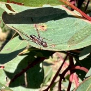 Torbia viridissima at Mount Painter - 3 Dec 2023 09:32 AM