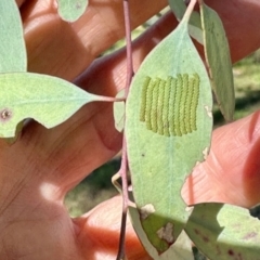 Uraba lugens (Gumleaf Skeletonizer) at Mount Painter - 3 Dec 2023 by KMcCue