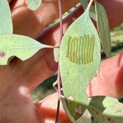 Uraba lugens (Gumleaf Skeletonizer) at Mount Painter - 2 Dec 2023 by KMcCue