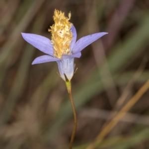 Heliocosma (genus - immature) at McKellar, ACT - 3 Dec 2023