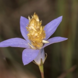 Heliocosma (genus - immature) at McKellar, ACT - 3 Dec 2023